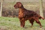 SETTER IRLANDAIS 536